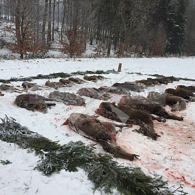 Vojenské lesy a statky ČR divize Lipník nad Bečvou 20.12.2018