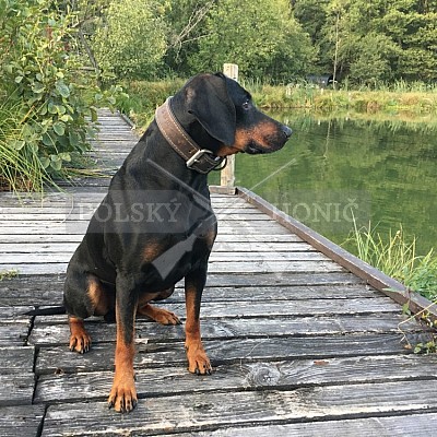 Soutěž polských honičů na přirozených dosledech - Mazurské jezera -Polsko 19-22.9.2019