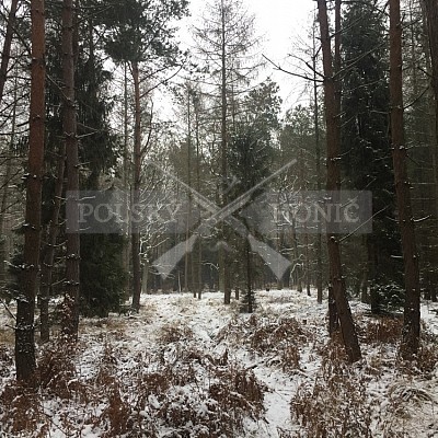 Kobior-Polsko - 4.1.2019-naháňka 