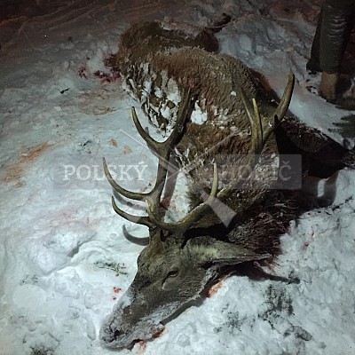 Kobior-Polsko - 4.1.2019-naháňka 