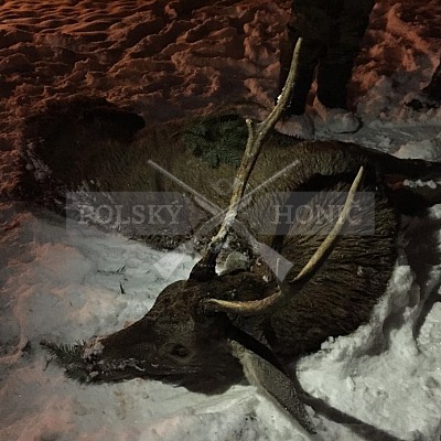 Kobior-Polsko - 4.1.2019-naháňka 