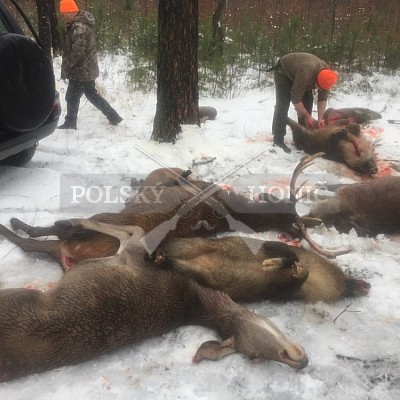 Rudziniec-Polsko - 5.1.2019-naháňka
