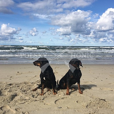 Soutěž polských honičů na přirozených dosledech - Mazurské jezera -Polsko 19-22.9.2019