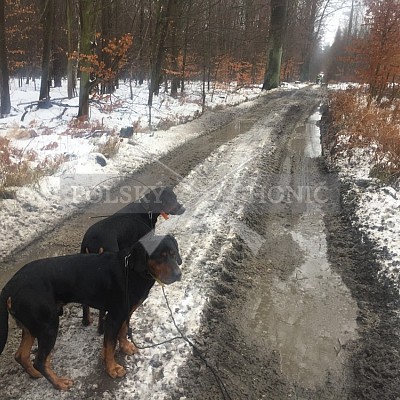 Rudziniec-Polsko - 5.1.2019-naháňka