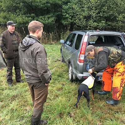 Soutěž polských honičů na přirozených dosledech - Mazurské jezera -Polsko 19-22.9.2019