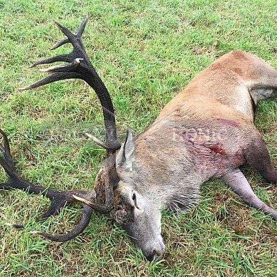 Soutěž polských honičů na přirozených dosledech - Mazurské jezera -Polsko 19-22.9.2019