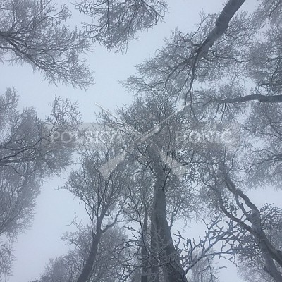 Vlára - 9.1.2019-naháňka 
