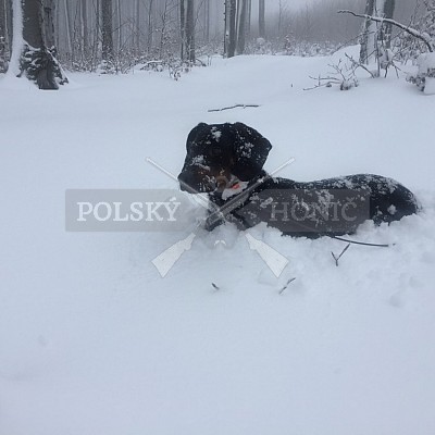 Vlára - 9.1.2019-naháňka 