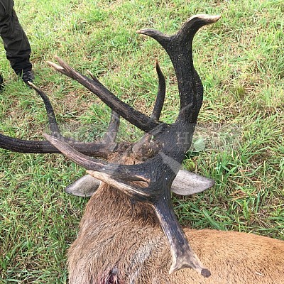 Soutěž polských honičů na přirozených dosledech - Mazurské jezera -Polsko 19-22.9.2019