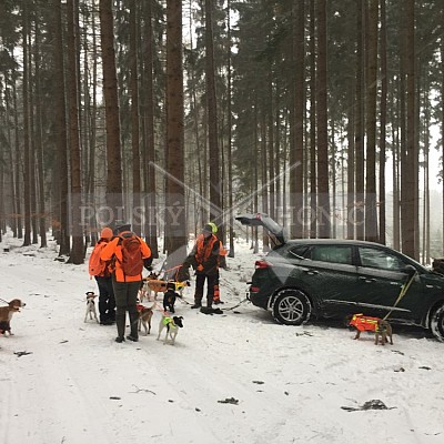 Niva- 15.1.2019 STEELPARK