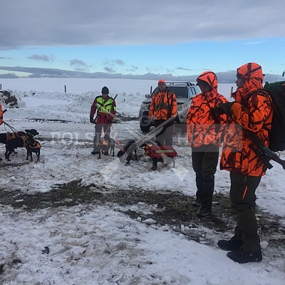 Vojenské lesy a statky ČR divize Lipník nad Bečvou 18.1.2019