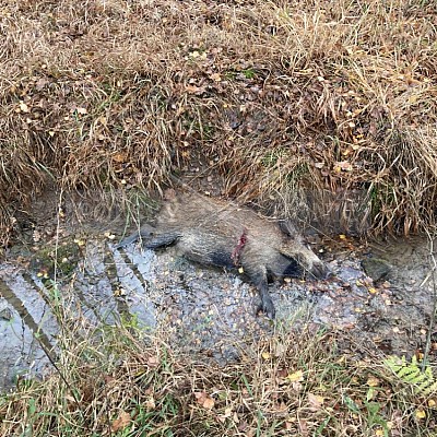 Vojenské lesy a statky ČR divize Lipník nad Bečvou 17.11.2022
