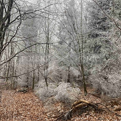 Vojenské lesy a statky ČR divize Lipník nad Bečvou 2.12.2022