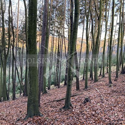 Roveň- Přílepy 2.1.2021