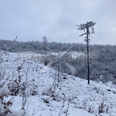 Vojenské lesy a statky ČR divize Lipník nad Bečvou 9.1.2021