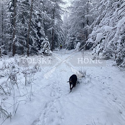 Vojenské lesy a statky ČR divize Lipník nad Bečvou 9.1.2021