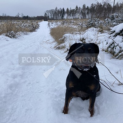 Vojenské lesy a statky ČR divize Lipník nad Bečvou 15.1.2021