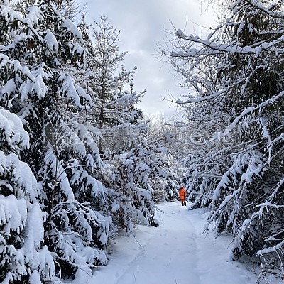 Vojenské lesy a statky ČR divize Lipník nad Bečvou 15.1.2021