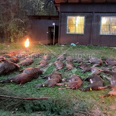 Lípa nad Dřevnicí 9.11.2019- 26 ks černé