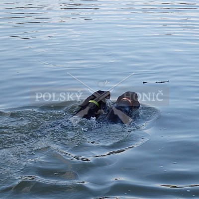 Polský honič ve vodě