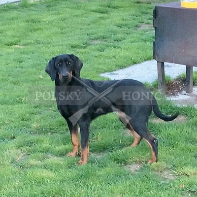Krycí fena polského honiče- BELA-Gorolia klenot